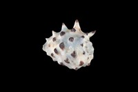 藏品(白齒岩螺)的圖片